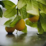 Βίλα Koutsini Πάνω Ακουρδάλεια