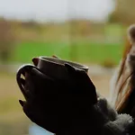 Koutsini * Pano Akourdalia