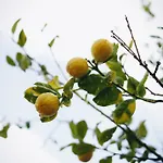 Koutsini Βίλα