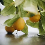 Koutsini Вилла Pano Akourdalia