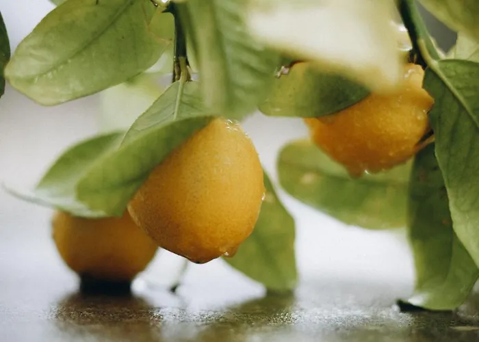 Koutsini Villa Pano Akourdalia