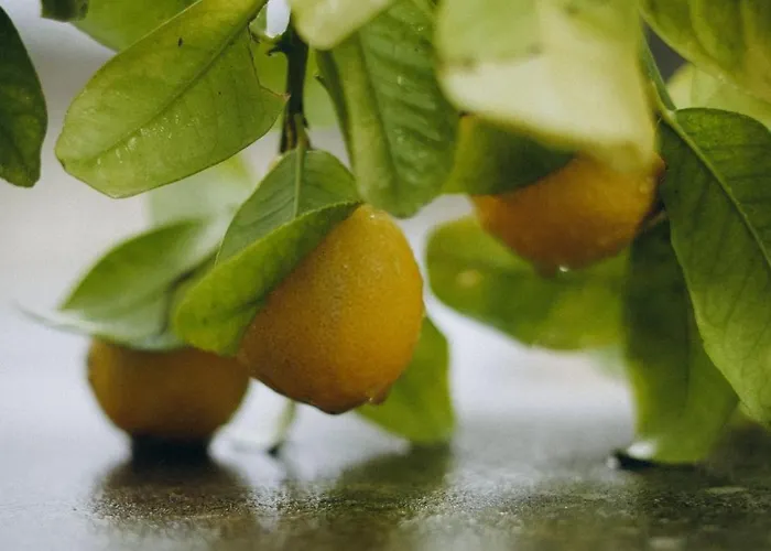 Villa Koutsini Pano Akourdalia